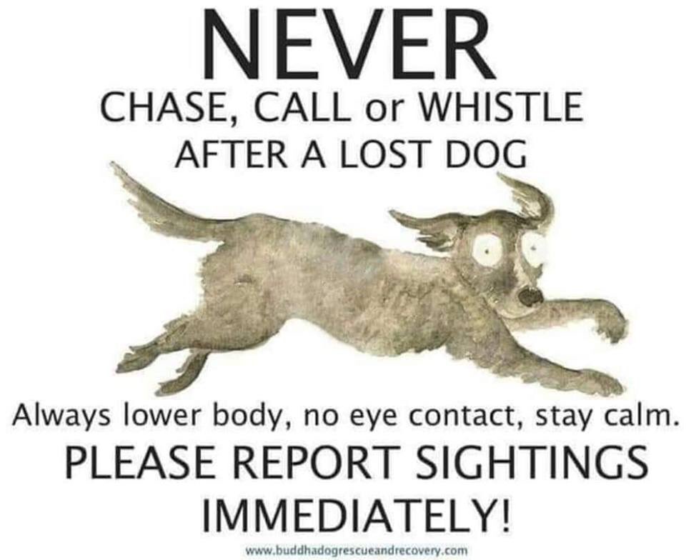 rosiedoc666's tweet photo. 🛑 DO NOT CHASE 🛑
‼️BOUBOU #GREEKRESCUE IS #MISSING ATM IN #LLANTWIT MAJOR #CF61 🔺️‼️
💥Since Monday 14th Sept ..
‼️DO NOT CHASE HER SIGHTINGS ONLY PLEASE ‼️
https://t.co/BXf64537Oc
@bs2510 @gelert01 @nikkidawn00 @RachaelB100 @millypod1 @MissingPetsGB @AlanDaffern @qu1ncey https://t.co/YZGHiRJAOh