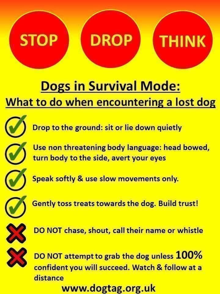 rosiedoc666's tweet photo. 🛑 DO NOT CHASE 🛑
‼️BOUBOU #GREEKRESCUE IS #MISSING ATM IN #LLANTWIT MAJOR #CF61 🔺️‼️
💥Since Monday 14th Sept ..
‼️DO NOT CHASE HER SIGHTINGS ONLY PLEASE ‼️
https://t.co/BXf64537Oc
@bs2510 @gelert01 @nikkidawn00 @RachaelB100 @millypod1 @MissingPetsGB @AlanDaffern @qu1ncey https://t.co/YZGHiRJAOh