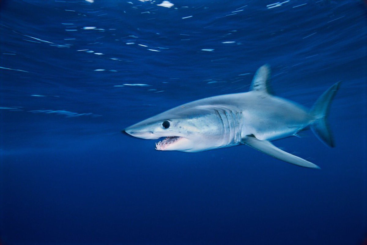 Share with me this sad story.The shortfin  #mako shark disappears from the N. Atlantic. If fishing would stop now, there would be 53% probability of recovering it by 2045. And the population decline would continue til 2035. In 2019 it was included in Annex II  @CITES Thread