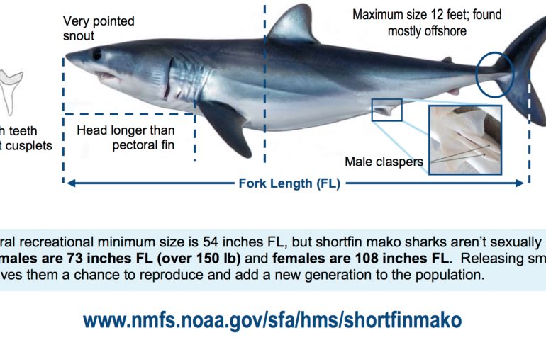 Minister  @Teresaribera must keep strong and not issue any certificate against her own rule.Spain is one of the largest sharks catcher & trader on Earth. In case of mako, it also trades from Portugal, Morocco etc. Meat is traded within EU and fins exported to Asian markets.