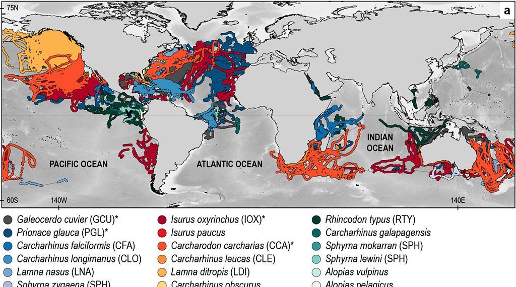 In this letter, top researchers like  @nunoqueiroz29  @gmucientes  @ClaudioBarriaO  @DivingPetrel ask managers to explore additional measures to mitigate bycatch like identify and avoid hotspots in order to reduce mortality and avoid shifting effort to other endangered shark species.