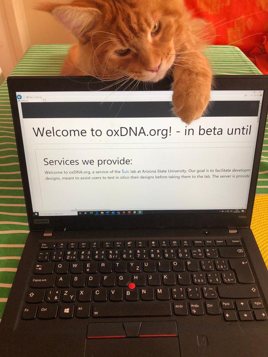 petr_sulc's tweet photo. As announced today at #DNA26, our GPU webserver for @ox_DNA simulations https://t.co/wxC5Dy6PI9 is now online and ready to simulate you DNA and RNA nanostructures. Automated analysis of simulations is provided in GUI as well. Go ahead & try it for yourself! https://t.co/JYSj71RB8h