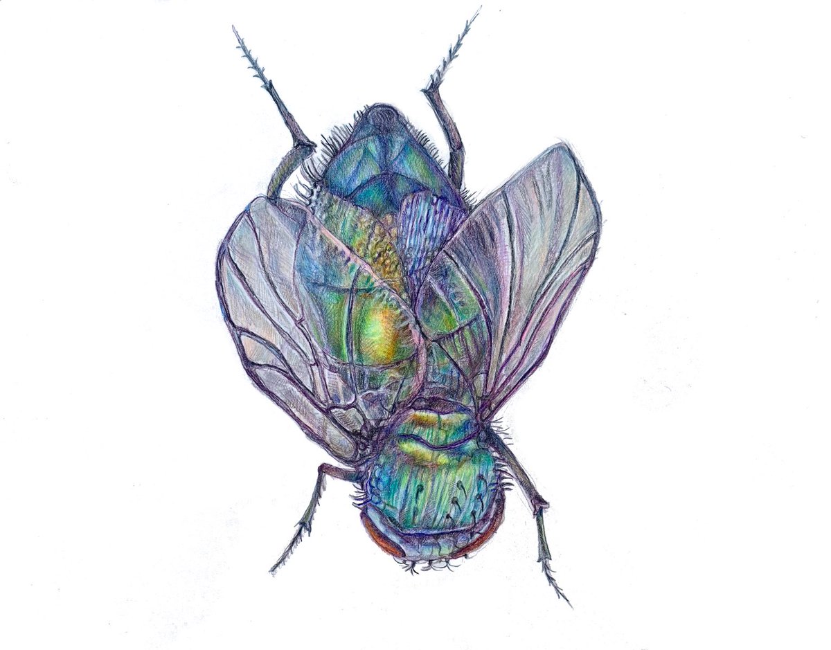 SaltSleeper's tweet photo. Ok these flies love to eat really disgusting stuff like poo and rotting garbage but don’t they have a lovely satin blue dress! It was challenging to draw the sheen but I think I got it. #flies #drawingoftheday #drawing #Pencildrawing #artoftheday #drawinginsects #insects #blue https://t.co/1Xn1MT9fmV