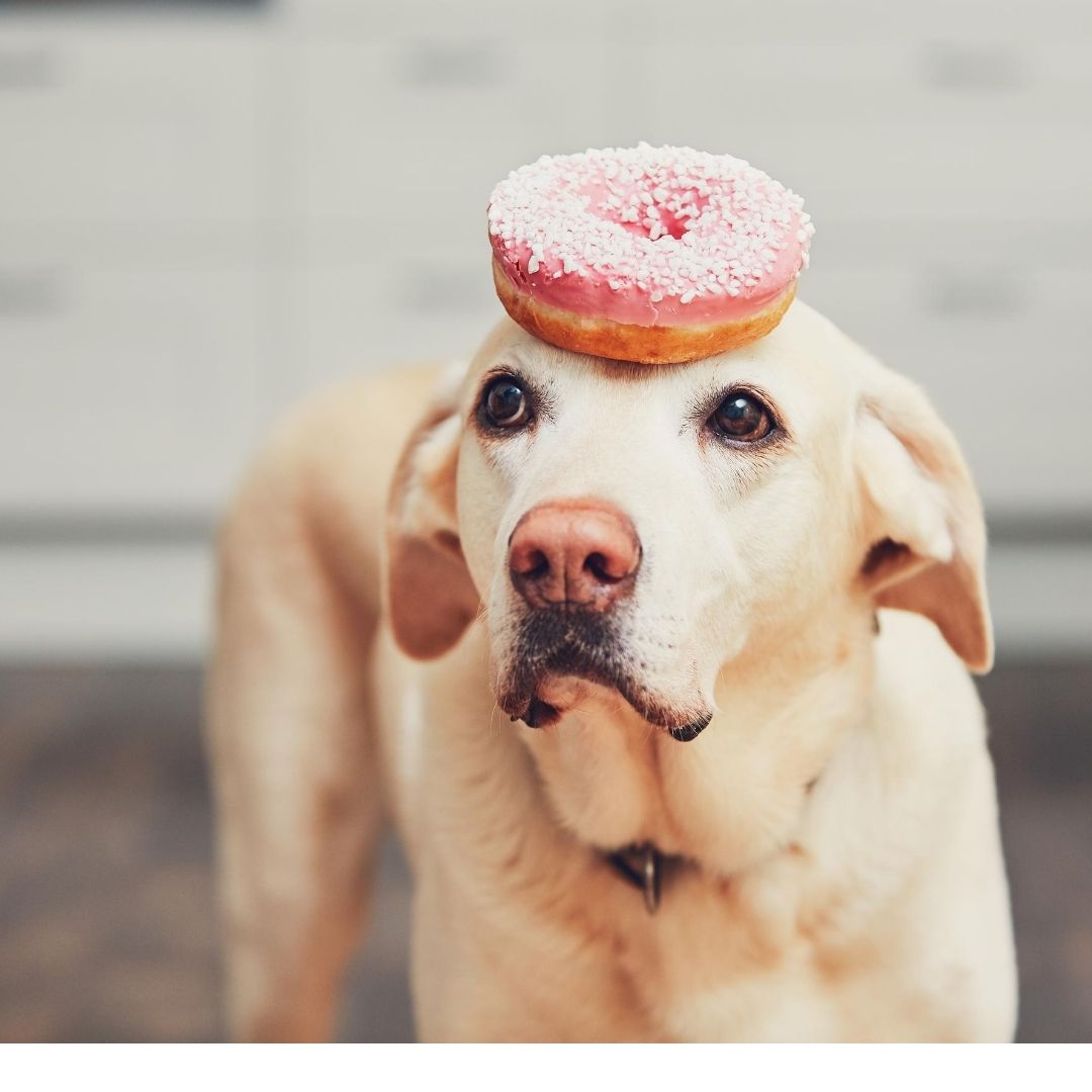 Donut test me - it's Monday ;) 
.
.
.
#mondaymotivation #mondaypost #mondaydog #dogsofinstagram #puppiesofinstragram #donut #la #gettinggod #insideouttranformation