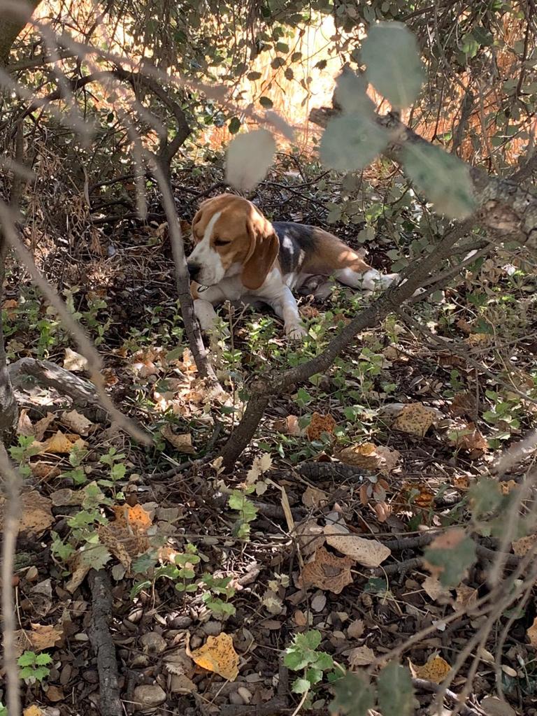 mariaarbonies's tweet photo. Después de dos años en casa, los dueños ya no quieren a este perrito:( Se llama Koldo, es un beagle, está castrado, tiene chip y lleva las vacunas al día. Se agradece difusión en caso de que no os interese o no podáis adoptarlo:(🙏🏼 https://t.co/AYAG8AflZA