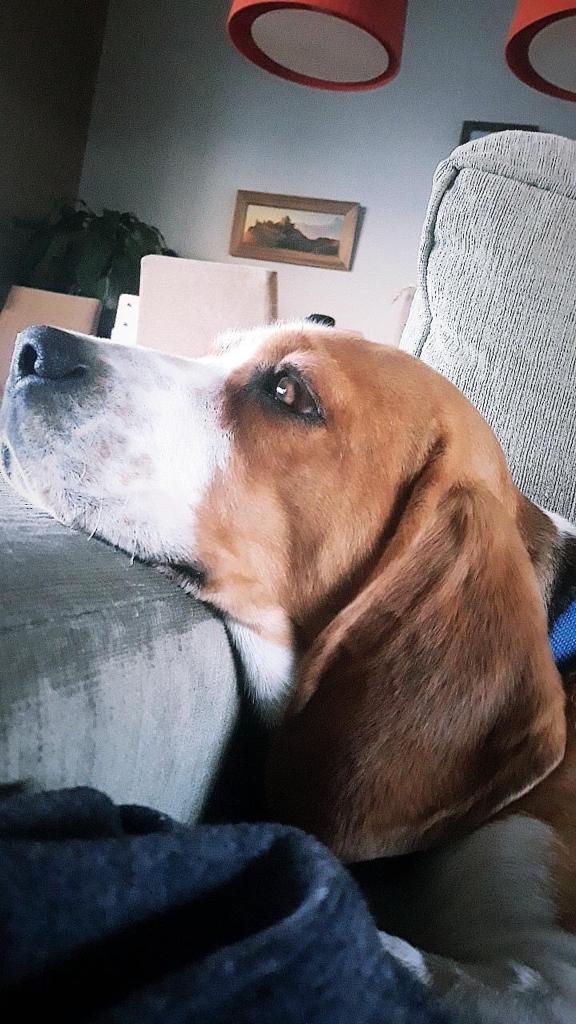 mariaarbonies's tweet photo. Después de dos años en casa, los dueños ya no quieren a este perrito:( Se llama Koldo, es un beagle, está castrado, tiene chip y lleva las vacunas al día. Se agradece difusión en caso de que no os interese o no podáis adoptarlo:(🙏🏼 https://t.co/AYAG8AflZA