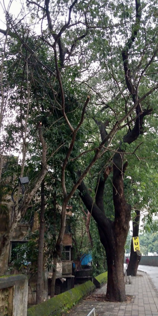 NeilGeo42482990's tweet photo. Hello @mybmc @mybmcWardT There was a huge branch hanging above a sidewalk opposite Johnson and Johnson park Mulund west.Was unable to remove it as it was hanging by a cable.Requesting you to look into it asap as it might fall on people walking by. https://t.co/ofs4ZLJynx