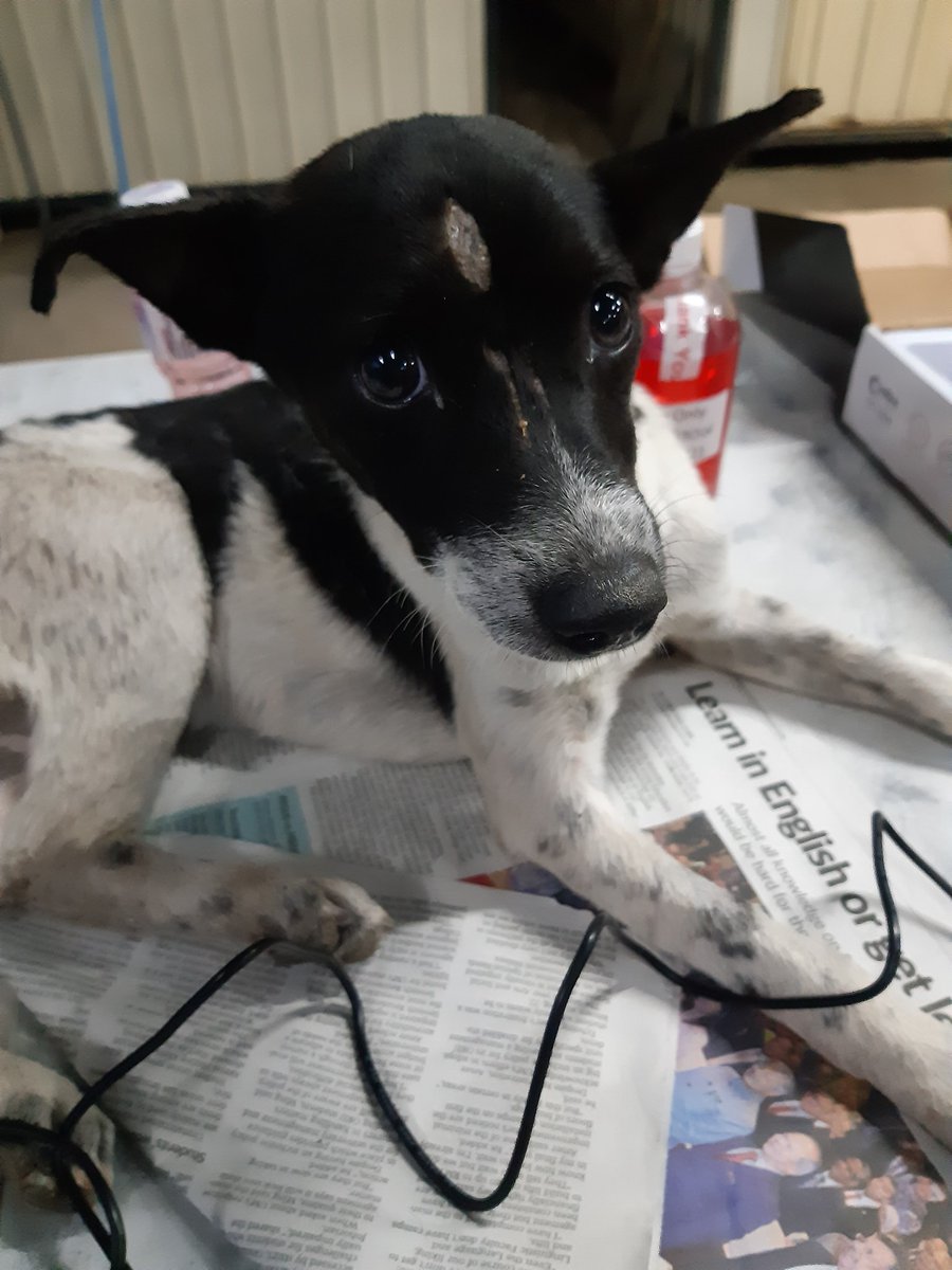 IAPWA's tweet photo. URGENT: This poor dog has been living on the edge of a jungle with 2 broken legs, unable to move, &amp; with maggots eating her wounds. She needs surgery costing £600 so she can walk again. Please, can you spare a donation to help?
💙Text 'IAPWA £5' to 70470
💙https://t.co/fNTlUy3tcg https://t.co/DGn9dRGGgN