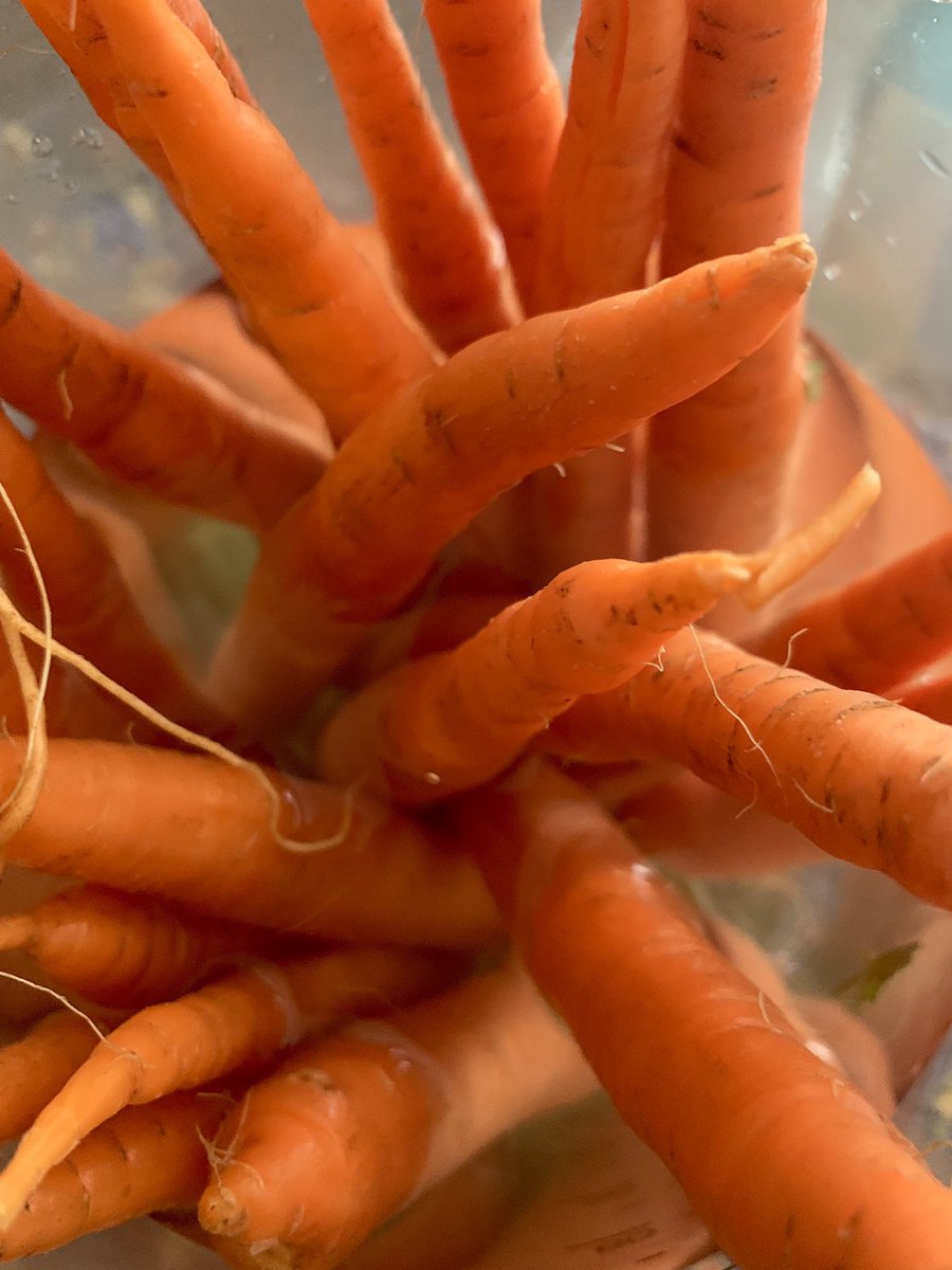 reinaventurini's tweet photo. 👁🧡🥕❺x❺ #𝙹𝚞𝚐𝚘𝚜𝚍𝚎𝚉𝚊𝚗𝚊𝚑𝚘𝚛𝚒𝚊 carrot paradise 🧡🥕🥕🥕🥕🥰🎶♾ #VivePrimal #mondaymotivation 🍃 https://t.co/CunfaOZc5v