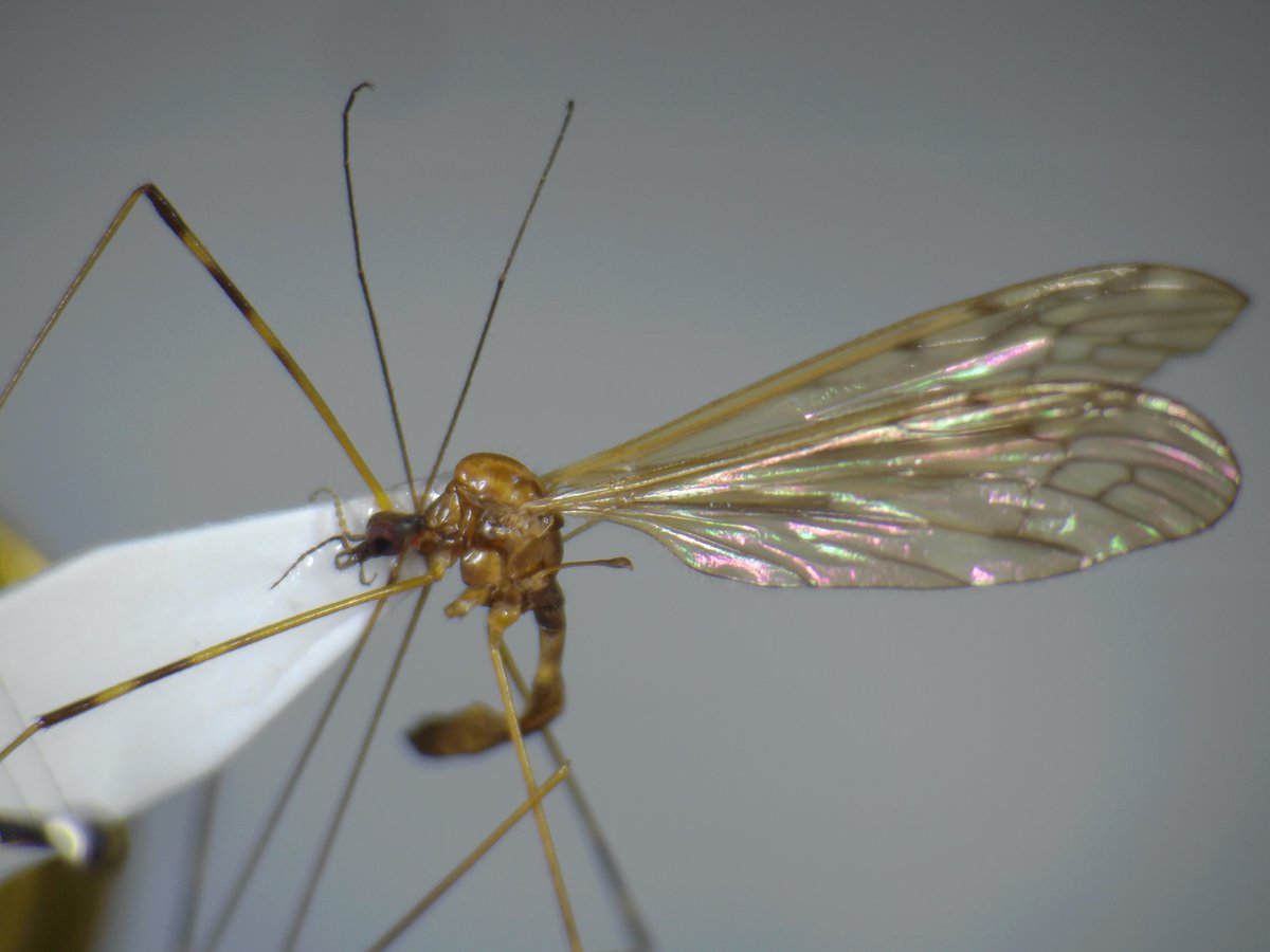 DipFun64's tweet photo. ?#Limonia sp. ♂
詳細不明...
交尾器を精査しないとだめかなー.
派手! 複眼赤い!
かっこいい.
文献集めるのが大変そう。
2020/05/31 採集
#Diptera
#Limoniidae
#ハエはいいぞ
#Cranefly https://t.co/HO9GuUkDJ5