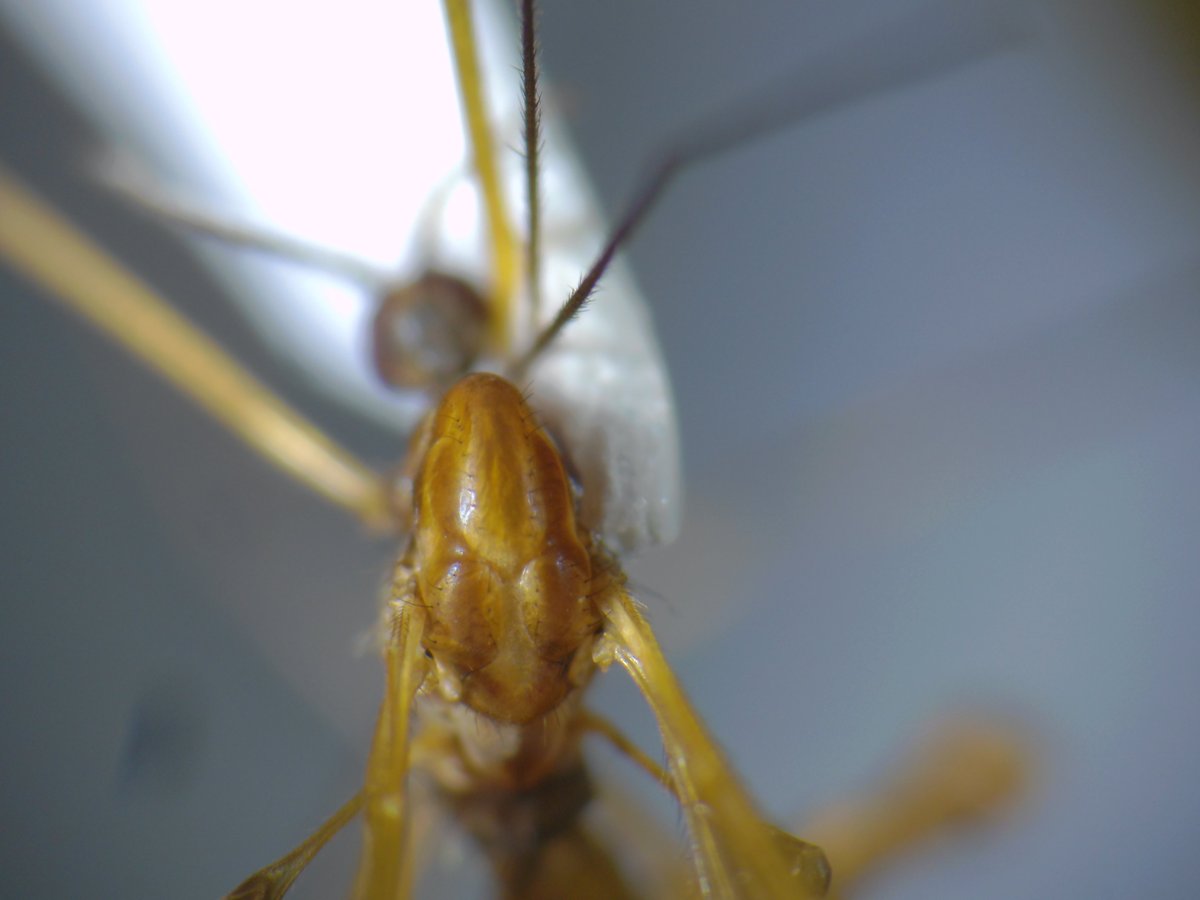DipFun64's tweet photo. ?#Limonia sp. ♂
詳細不明...
交尾器を精査しないとだめかなー.
派手! 複眼赤い!
かっこいい.
文献集めるのが大変そう。
2020/05/31 採集
#Diptera
#Limoniidae
#ハエはいいぞ
#Cranefly https://t.co/HO9GuUkDJ5