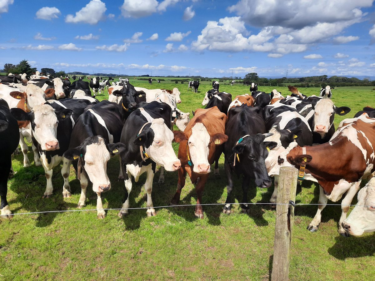 GenusABS's tweet photo. “We used Sexcel® for the first time on maiden heifers &amp; milking heifers with a conception rate of 43%. The great results will allow us to improve the tightness of our Autumn Block Calving herd &amp; increase genetic merit at the same time.” Pickervance, Preston.
#BlockCalvingGenetics https://t.co/D64CCfp8JN