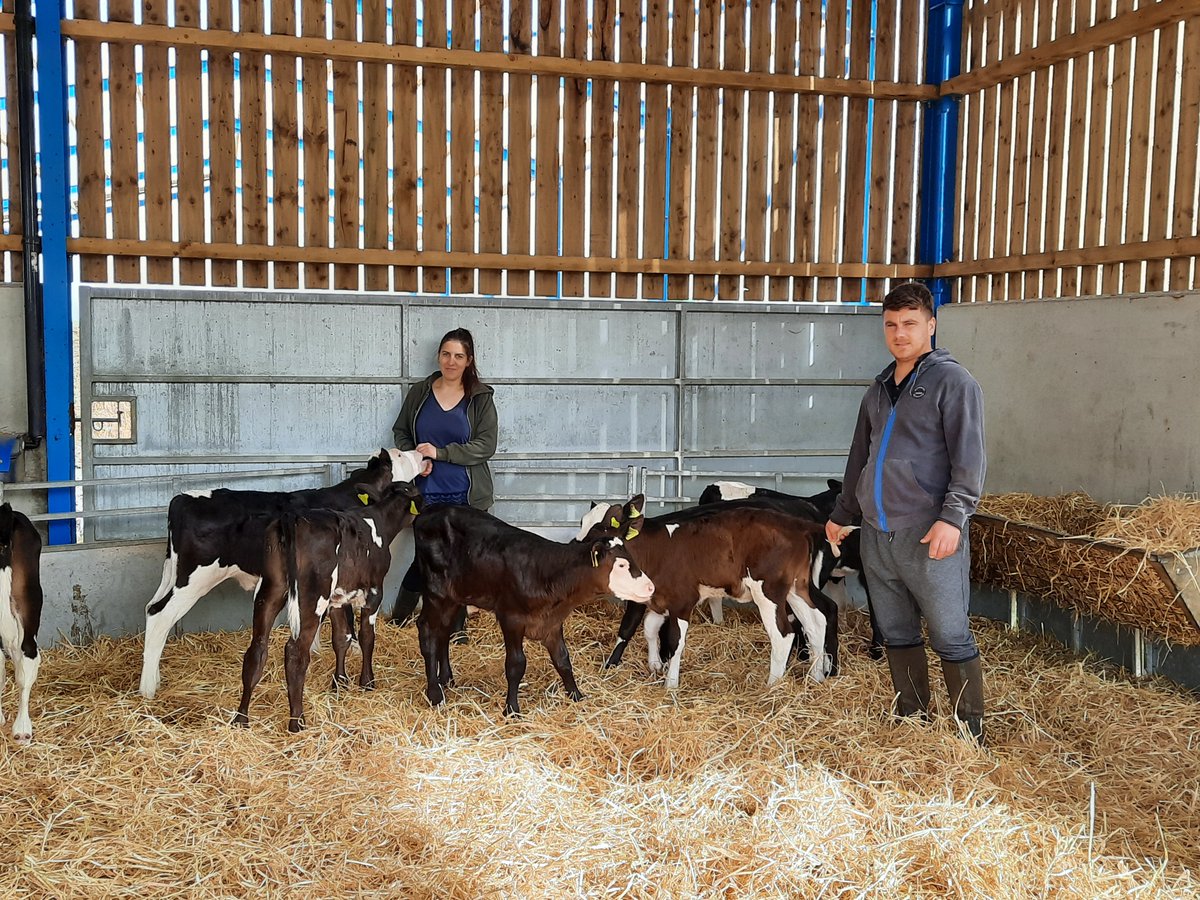 GenusABS's tweet photo. “We used Sexcel® for the first time on maiden heifers &amp; milking heifers with a conception rate of 43%. The great results will allow us to improve the tightness of our Autumn Block Calving herd &amp; increase genetic merit at the same time.” Pickervance, Preston.
#BlockCalvingGenetics https://t.co/D64CCfp8JN