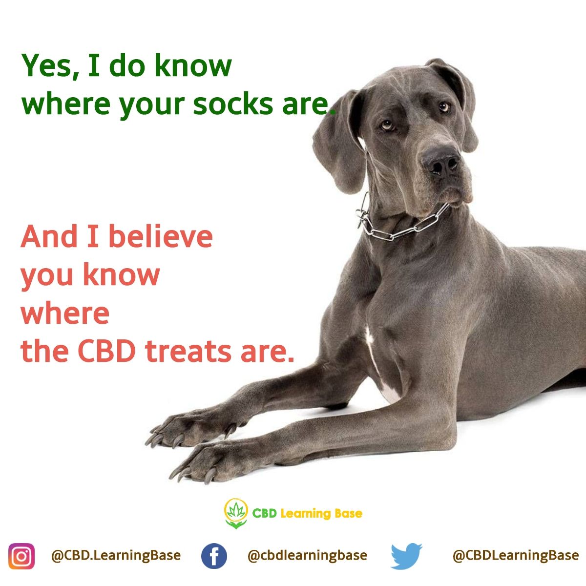 SunrisePureCBD's tweet image. RT @CBDLearningBase: You do me a favor and I&apos;ll do one for you in return. It goes both ways. 😉 #cbdlearningbase #cbd #pets