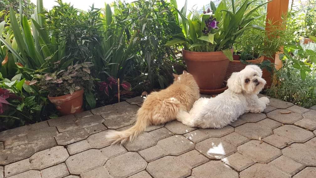 knit1slip1psso's tweet photo. The crazy furbaby gang! #LizardWatch Luli and her pal Mr Tom, concentrating. The mad assed #YorkshireTerrier pup Bizzi being...well being Bizzi! 🤣🤣😂😎 #YorkiePup #CuteTwitterDogs https://t.co/P7SJOSBPUk