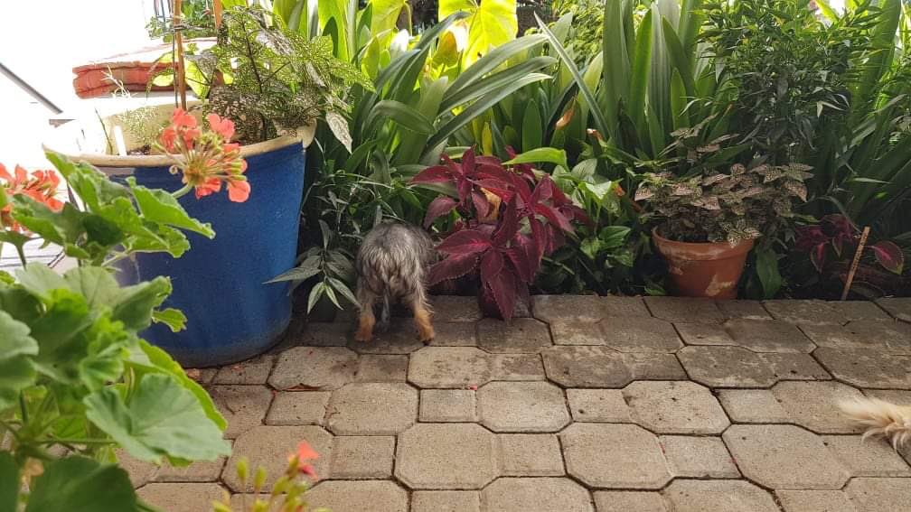 knit1slip1psso's tweet photo. The crazy furbaby gang! #LizardWatch Luli and her pal Mr Tom, concentrating. The mad assed #YorkshireTerrier pup Bizzi being...well being Bizzi! 🤣🤣😂😎 #YorkiePup #CuteTwitterDogs https://t.co/P7SJOSBPUk