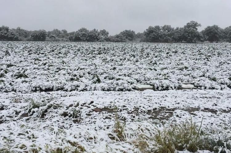Early Freeze In Colorado Could Cost Weed &amp; Hemp Farmers Millions | High Green News buff.ly/2FA1ob4 #highgreennews #cannabiscommunity #cannabisnews #cannabisculture