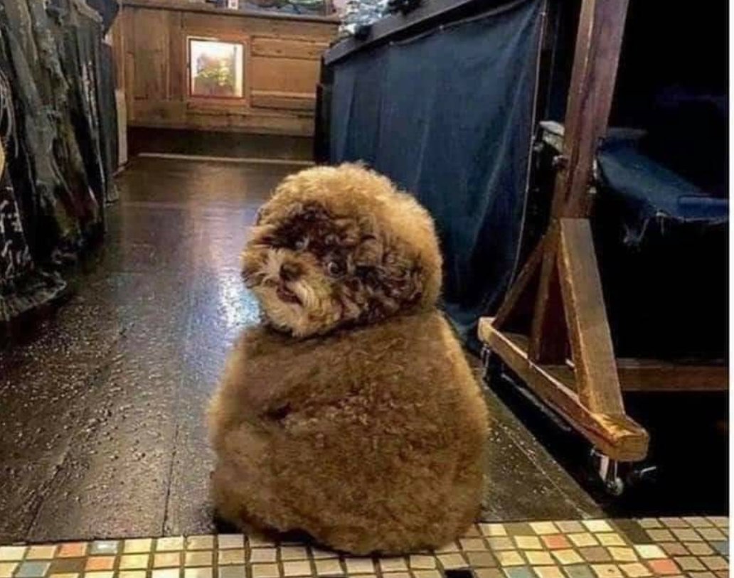 JoMaMaFunny1's tweet photo. This is the cutest dog I have ever seen! #cutestdog #mylifeischanged https://t.co/ZuEaWRDzPm