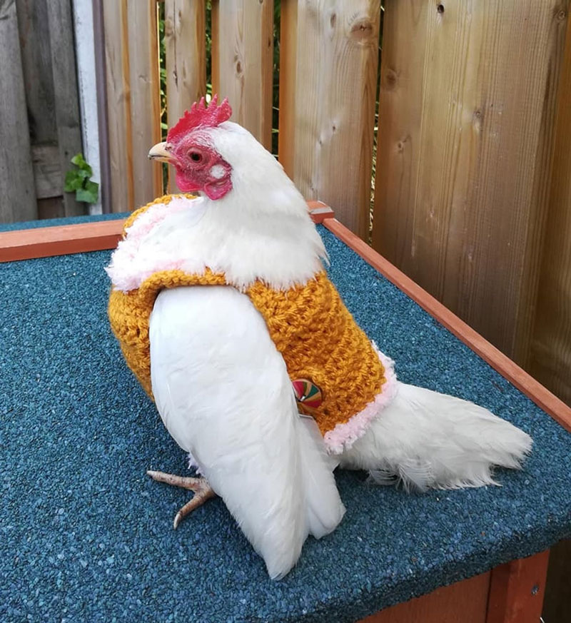 Colección Otoño - Invierno Gallina Fashion
nopuedocreer.com/36856/coleccio…