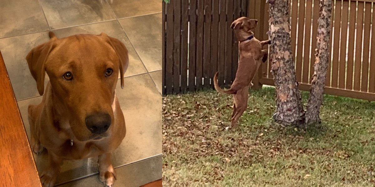 WedgesGarden's tweet photo. Been gone from Twitter for a while, always nice to take a break.

While I was gone I lost tons of tomatoes to squirrels,  but I found a perfect “weapon” to fight back with yesterday.

His name is Ranger and he’s from Texas.  

#RedLab 
#Dog https://t.co/l458XlaF8A