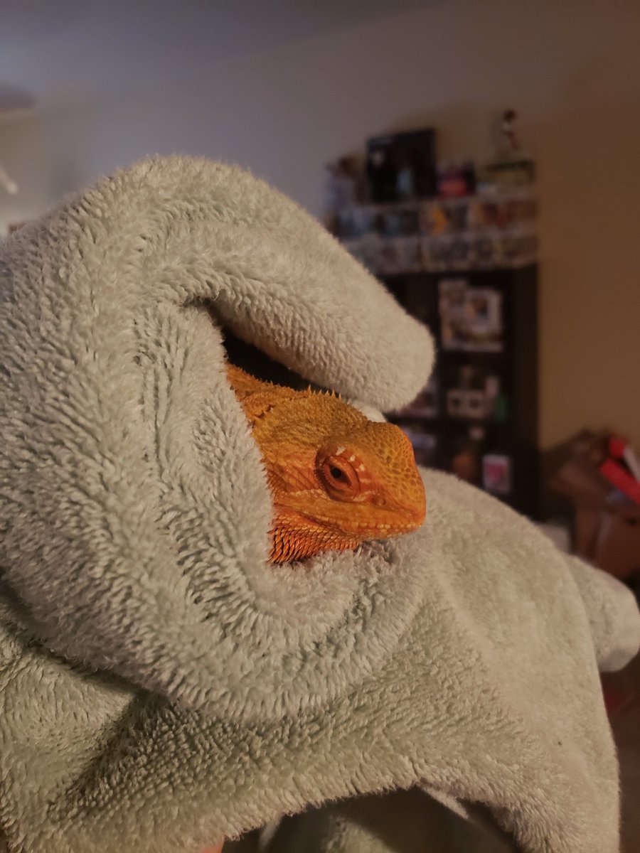 lizard burrito