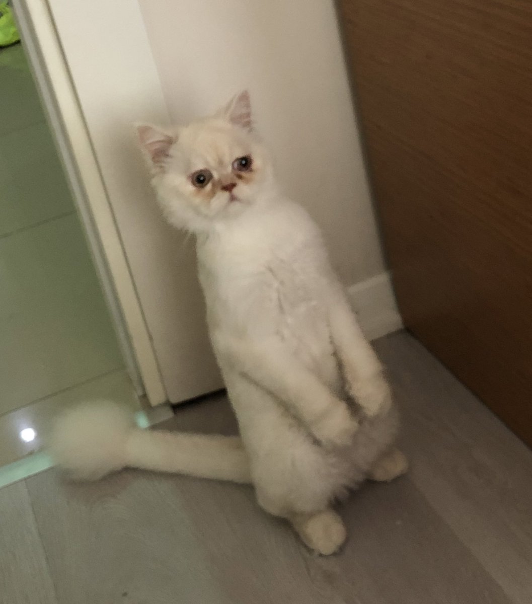 aysimine's tweet photo. Masterchef izledikten sonra bu şekil mutfağa giriyorum https://t.co/2d09u0SV0P