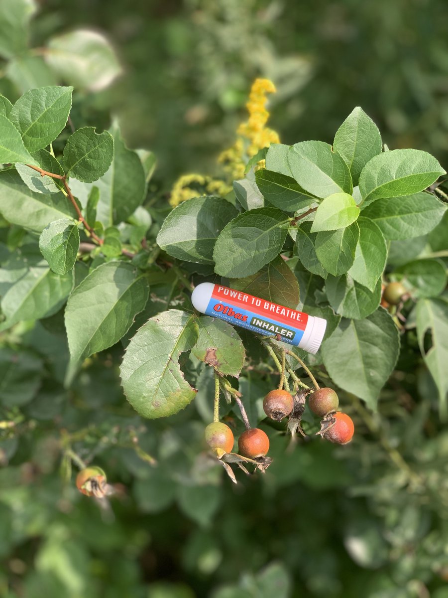 OLBAS_Remedies's tweet photo. Why the #Olbas Inhaler should be a part of your wellness kit this season https://t.co/4UqDK8pFjV #olbasinhaler #powertobreathenaturally #essentialoils https://t.co/WYmqTv4x4M