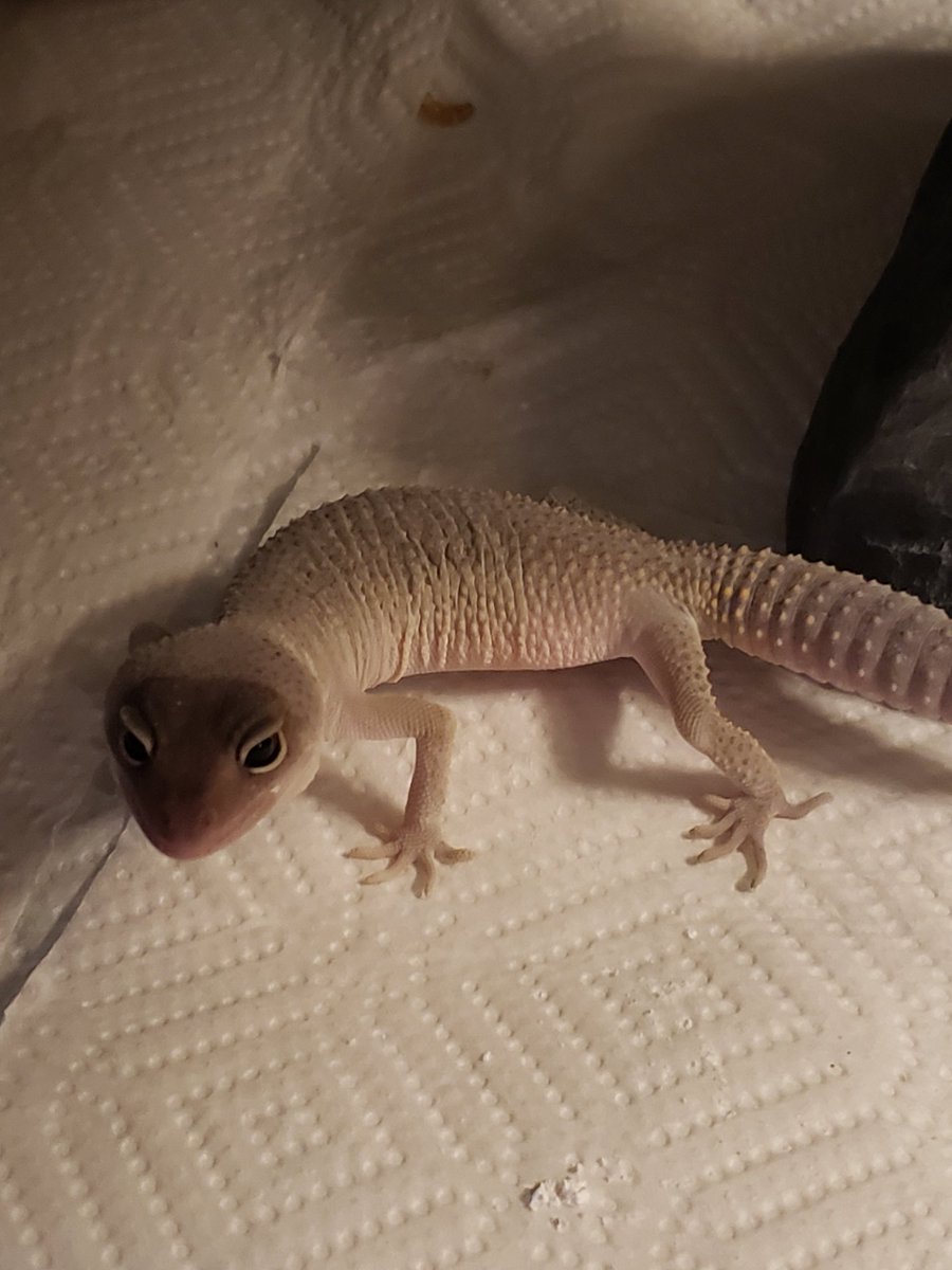 diego shedding 