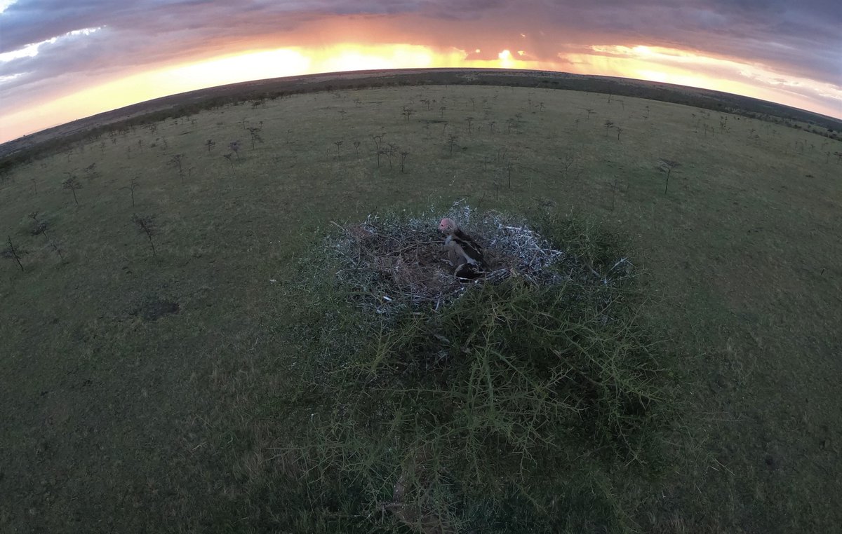 A stunning evening checking nests in the Mara Naboisho Conservancy. The very large chick in this image is an endangered Lappet-faced Vulture. #mararaptorproject #kenyabirdofpreytrust #naboisho #lappetfacedvulture #nestmonitoring #maasaimara #sunset #theperegrinefund