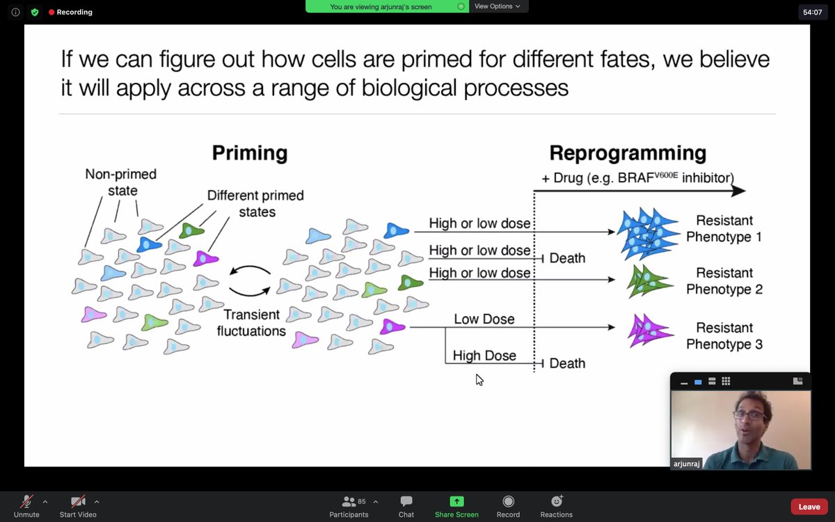 Great zoom talk today by <a href="/ArjunRajlab/">Arjun Raj</a> for <a href="/Dartmouth/">Dartmouth 🌲</a>'s MSB program (hosted by <a href="/Aaron_McKenna/">Aaron</a>) titled "Emergent Cellular Ecosystems in Melanoma Revealed by Single Cell Analysis"! Thank you for an amazing talk and staying after to answer students' questions! #scRNAseq