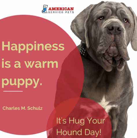 AmServicePets's tweet image. Let's be honest, Social Media is so much better when it's filled with pictures of your wonderful animals! Share your pics with us below!  #hugyourhoundday #hugyourhound #dog #pets #happinessisawarmpuppy #sharewithus