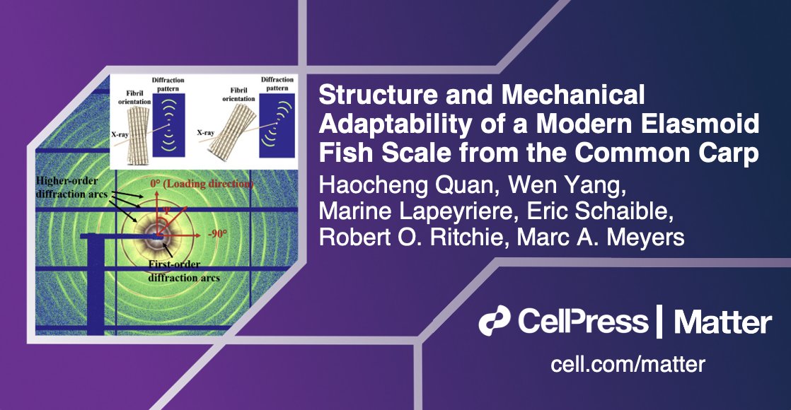 Matter_CP's tweet photo. From #MatterIssue15: @HaochengQuang, Robert Ritchie (@BerkeleyME), Marc Meyers (@UCSD_MAE), &amp; coworkers investigate the structure of carp scales, finding the lamellar bouligand structure helps protect from predators! 🐟🐠 @UCSDJacobs

Check it out: https://t.co/idT8OyWBFx https://t.co/4vaEQ0KwTA