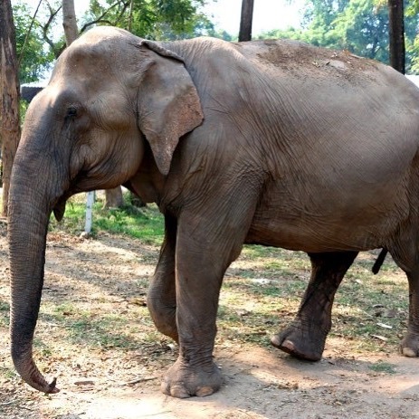 While they say an elephant never forgets, zoo workers at the Warsaw Zoological Garden in Warsaw, Poland, are hoping CBD will help the elephants forget their stress. Two African elephants, Fredzia and Buba, have been prescribed CBD oil to help them mellow… instagr.am/p/CFIEhxWheIR/