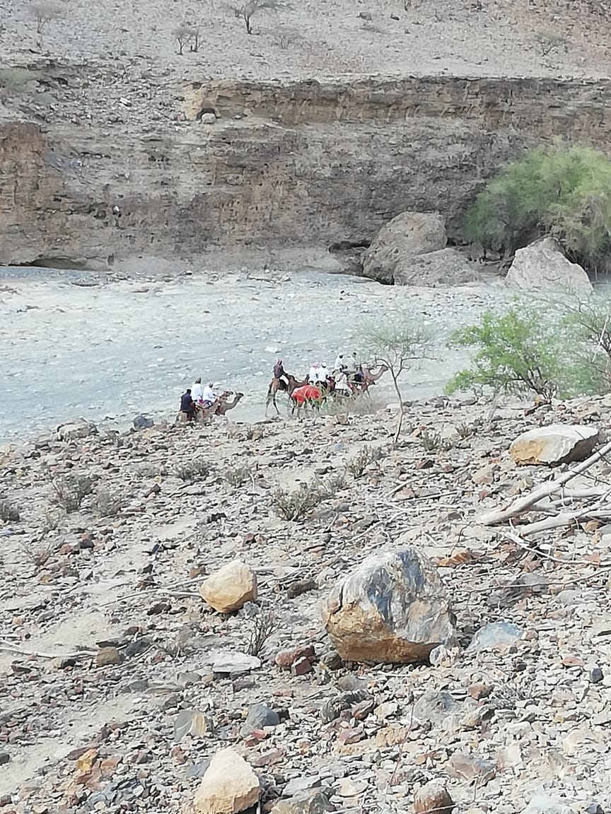 Dhahirahtourism's tweet photo. #السياحة_في_الظاهرة
تحت عنوان (مسير على خطى الأجداد)
نظم أبناء بلدة كهنات بولاية عبري مسير على ظهور الإبل مرور بالطريق الذي يسلكه الأجداد قديماً إلى ولاية الخابورة بمحافظة الباطنة. https://t.co/Wu9zmVXya7