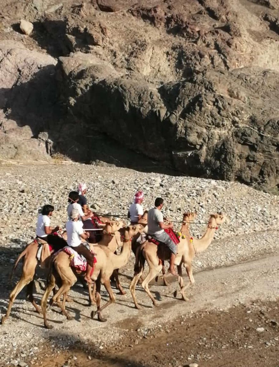 Dhahirahtourism's tweet photo. #السياحة_في_الظاهرة
تحت عنوان (مسير على خطى الأجداد)
نظم أبناء بلدة كهنات بولاية عبري مسير على ظهور الإبل مرور بالطريق الذي يسلكه الأجداد قديماً إلى ولاية الخابورة بمحافظة الباطنة. https://t.co/Wu9zmVXya7