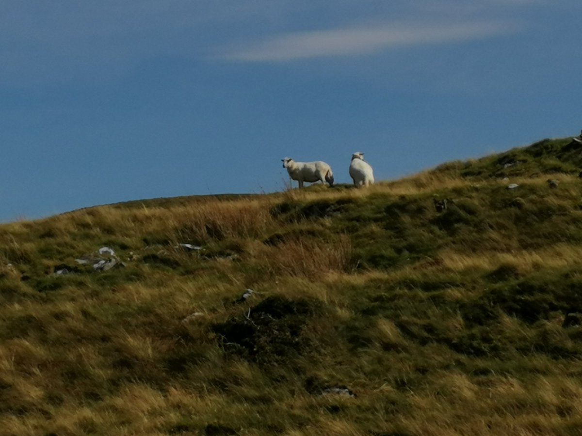 Ambutigger's tweet photo. #baileysblog a long walk today over the hills. Lots of woolly pigs around, but hoodad wouldn't let me go and play with them. Meany hoodad. https://t.co/ldKbalamwJ