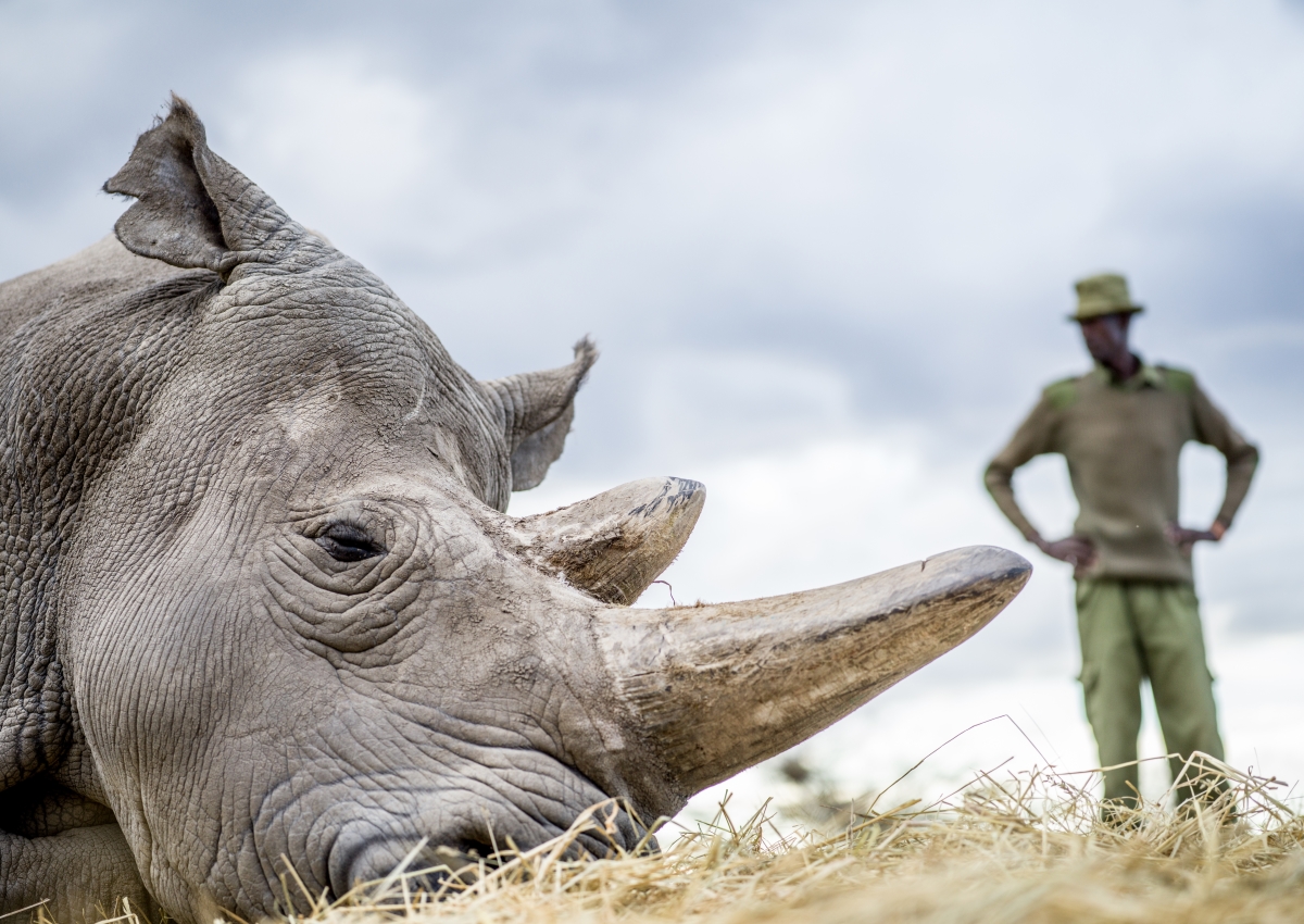 HORNi_Rhino's tweet photo. When you buy #HORNiCoffee you help the team at @OlPejeta as they fight to save the #NorthernWhiteRhino &amp; countless other species at risk of #extinction. YOU support the people fighting for the #survival of our natural world &amp; life as we know it https://t.co/Uia2HvQ1Vj
📷@AskMOTT https://t.co/cyfc6OBKMS