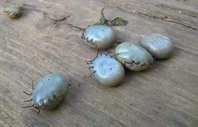 KatlegoMaseng1's tweet photo. What do call these in your language? https://t.co/Pt4Ykyykz3