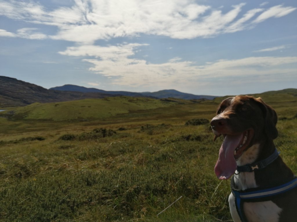 Ambutigger's tweet photo. #baileysblog a long walk today over the hills. Lots of woolly pigs around, but hoodad wouldn't let me go and play with them. Meany hoodad. https://t.co/ldKbalamwJ