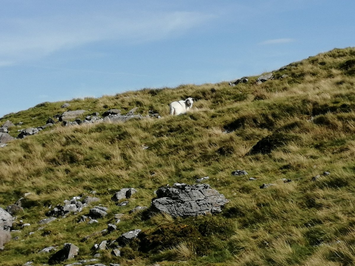 Ambutigger's tweet photo. #baileysblog a long walk today over the hills. Lots of woolly pigs around, but hoodad wouldn't let me go and play with them. Meany hoodad. https://t.co/ldKbalamwJ