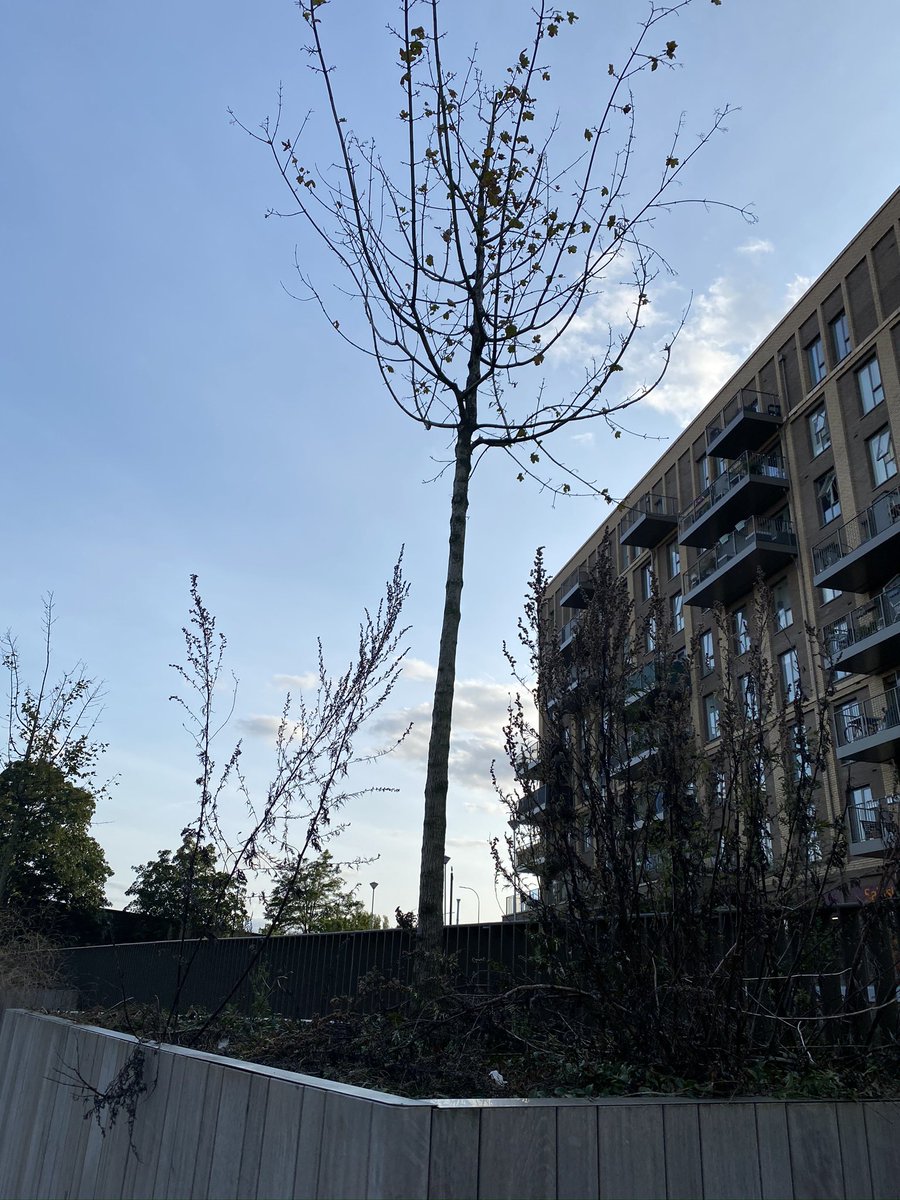 tilbury_laura's tweet image. Help Barrats I am dying. #savethetrees #whatawaste #catford @barratthomes.