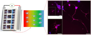 ApplMaterToday's tweet photo. Bipolar electroactive conducting polymers for wireless cell stimulation (Wallace and Chen, University of Wollongong) #Cellstimulation #Bipolarelectrostimulation https://t.co/mMKcaqvXFD https://t.co/Qh6EIsTrDP