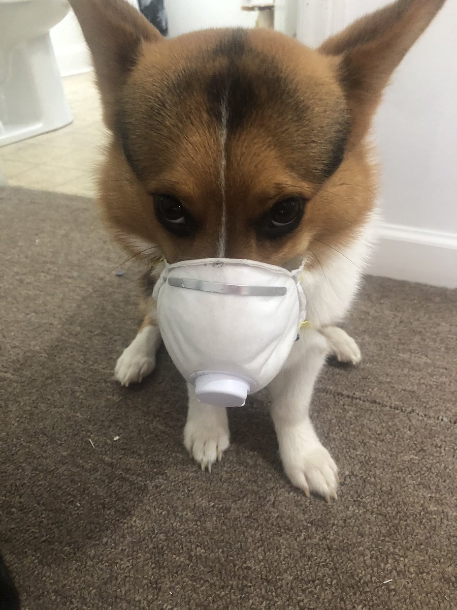 Ris3nG's tweet photo. Frodo is officially ready to help paint!

#corgi #CorgiCrew #painting https://t.co/CmZVGmDfbd