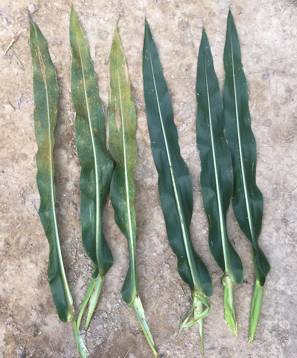 Hasty3233's tweet image. Ear leaves pulled from Fayette County Farm Bureau - Brownstown Plot.  Corn planted June 11th and fungicide applied at VT.  Untreated on left, Miravis Neo on right.  A lot of Southern Rust pressure