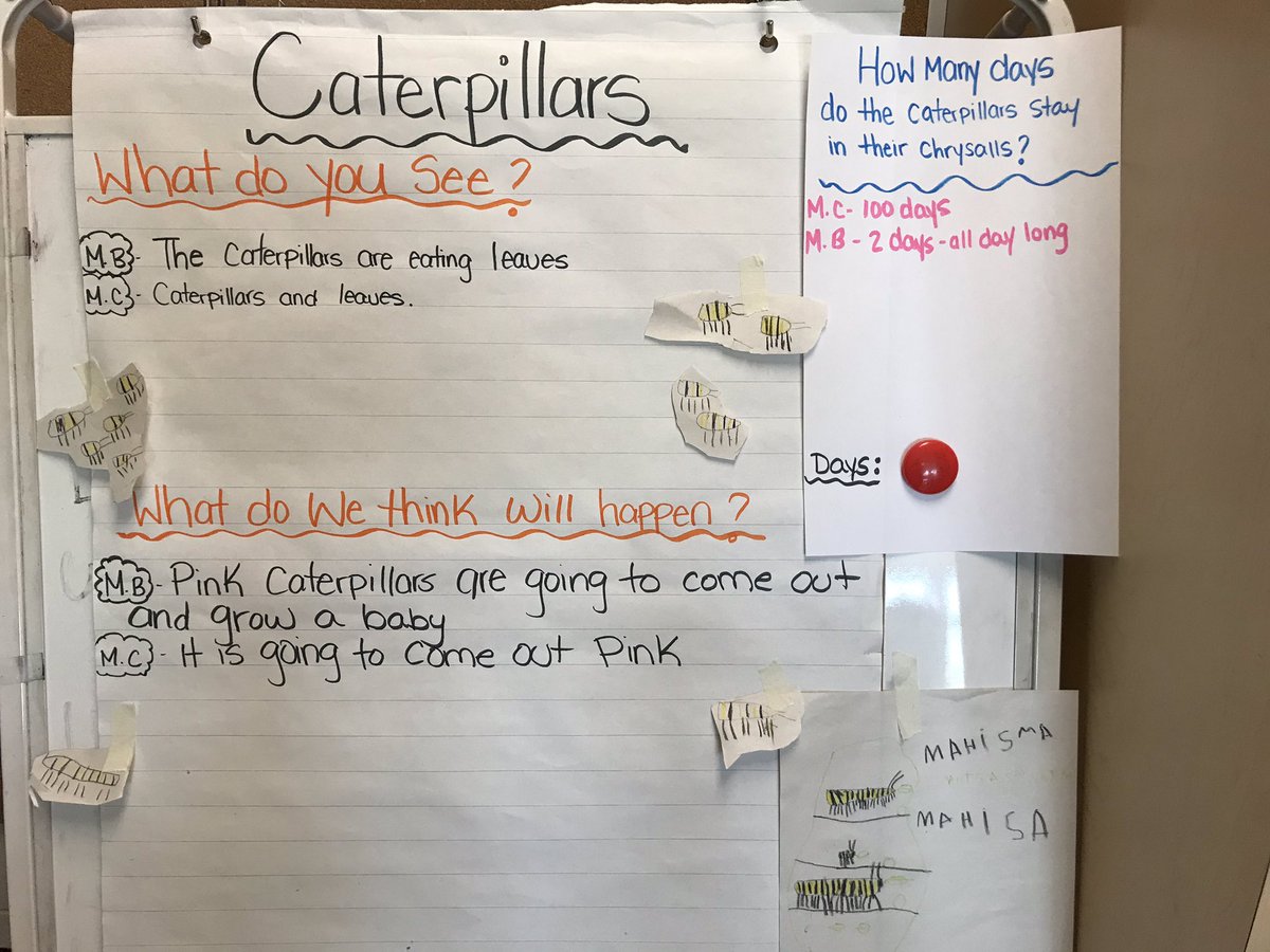 ElishaMalyk's tweet photo. Welcome to Kindergarten caterpillar friends! @MsC_kindies @PteBuckamSingh https://t.co/aK59RrJ4dE