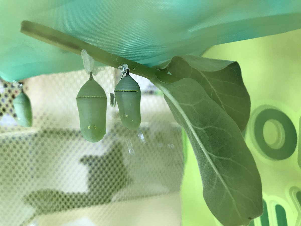 Welcome to Kindergarten caterpillar friends! @MsC_kindies <a href="/PteBuckamSingh/">Pte. Buckam Singh Public School</a>