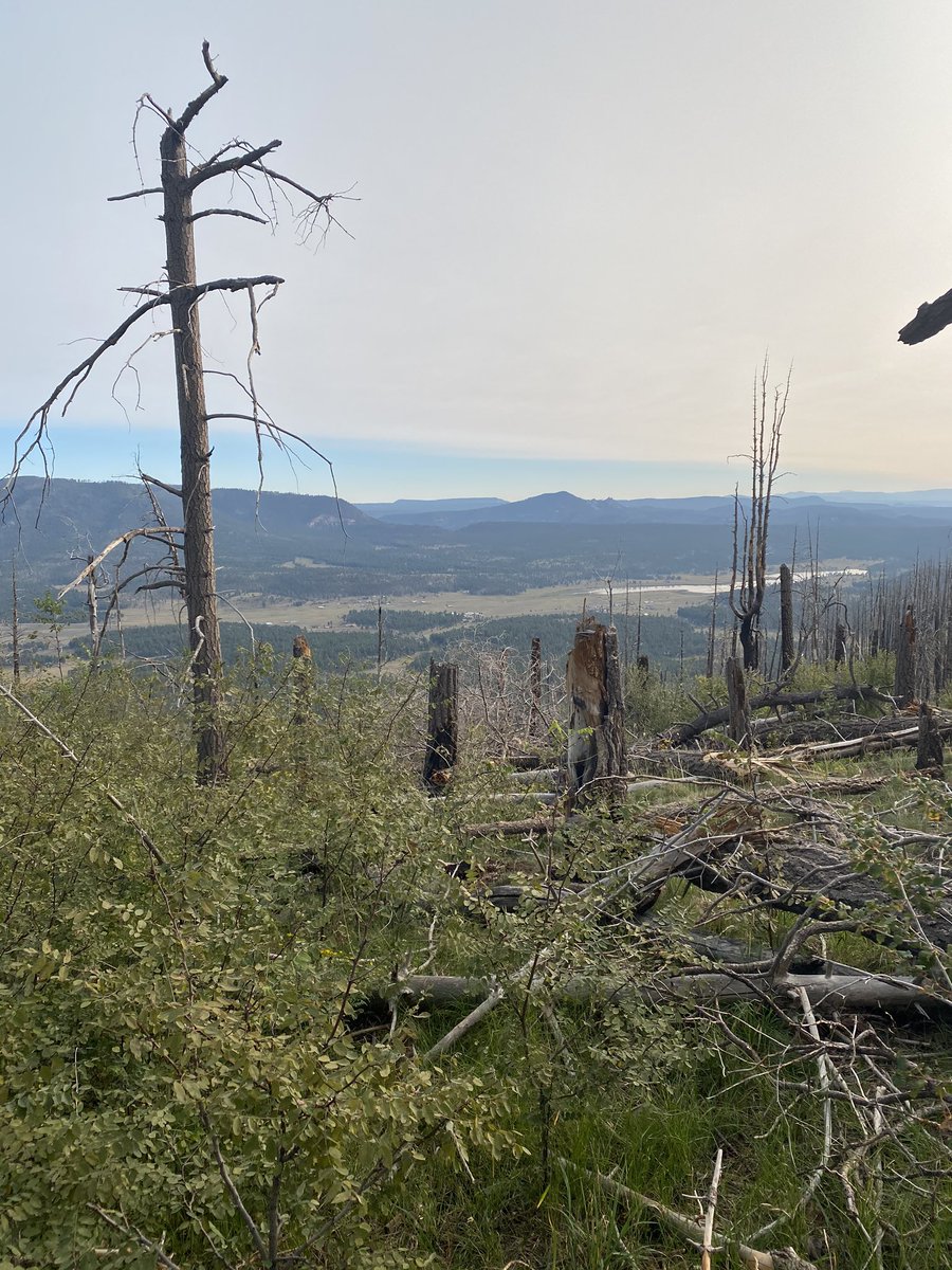 tsbowenAZ's tweet photo. Elk season in Arizona. 🌲🦌 https://t.co/FOEi1raMqE