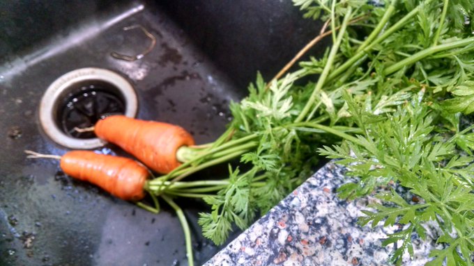 Fresh carrots from my garden!!! https://t.co/wZ9lfLgM05