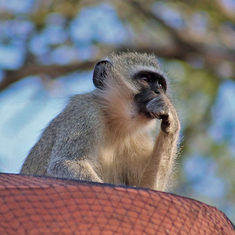 MonkeyProphet's tweet photo. Thinkin bout banan, is really woth?
#lifesgreatestquestions #banana https://t.co/XCYfOGQkhv