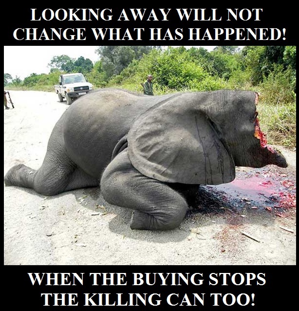 PROTECT ALL WILDLIFE tweet media